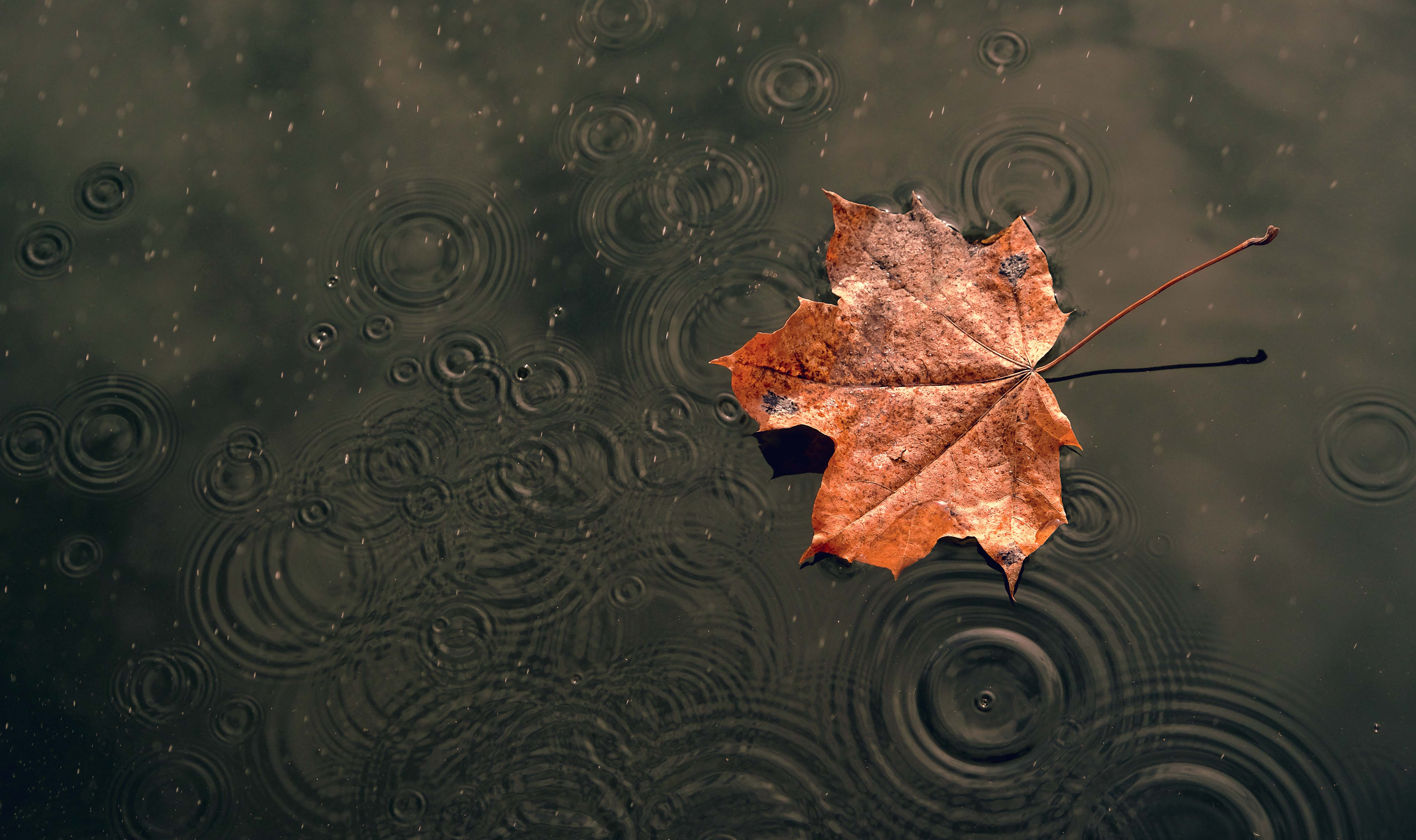 how-to-cope-with-autumn-melancholy-traqq-s-blog