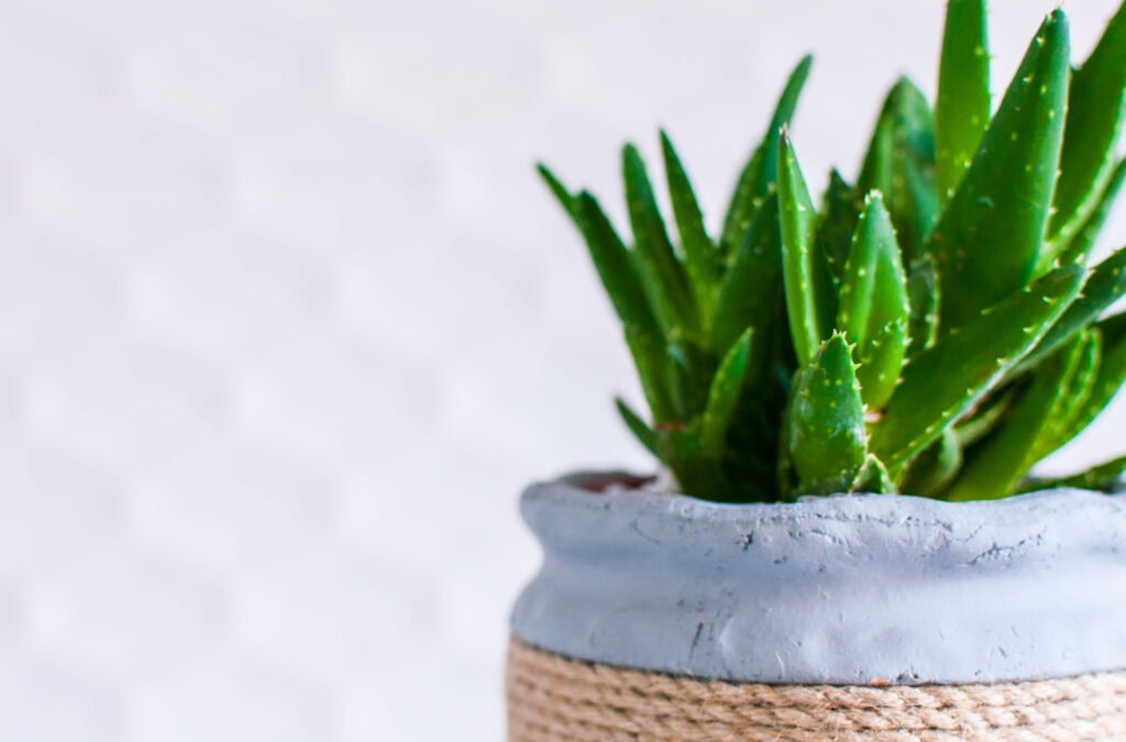 Aloe is the best office plant for you
