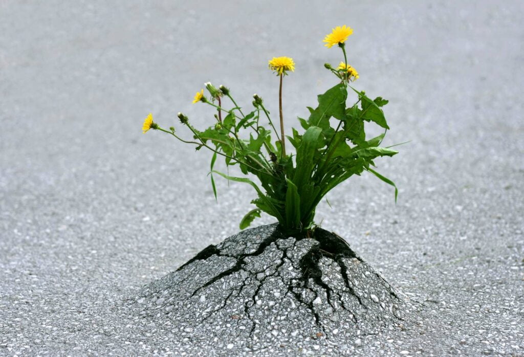 flower grows out of tarmac