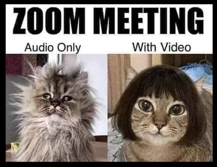 Ugly vs Pretty Cat meme: work from home meme comparing audio-only and video-on Zoom personas.