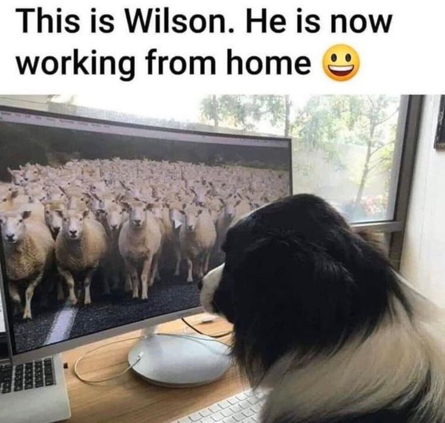 This is Wilson meme: sheepgog stares at sheep on a monitor captioned “This is Wilson. He is now working from home” remote work and work from home memes