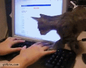 Cat on Keyboard meme: cat climbs then lies on keyboard mid-work, poking fun at work from home challenges, home memes, internet distractions and piling tasks
