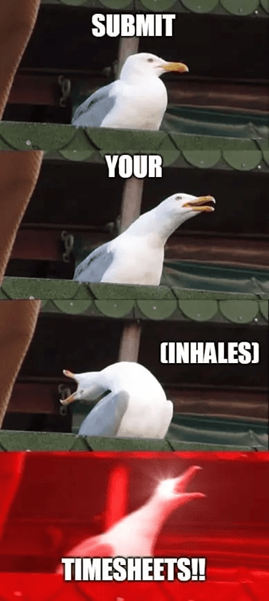 Frustrated seagull meme demanding timesheet submission with increasing intensity. Perfect timesheet reminder meme showing the escalation when employees ignore deadlines.
