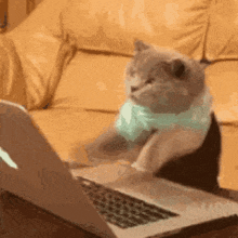 GIF of typing cat meme
